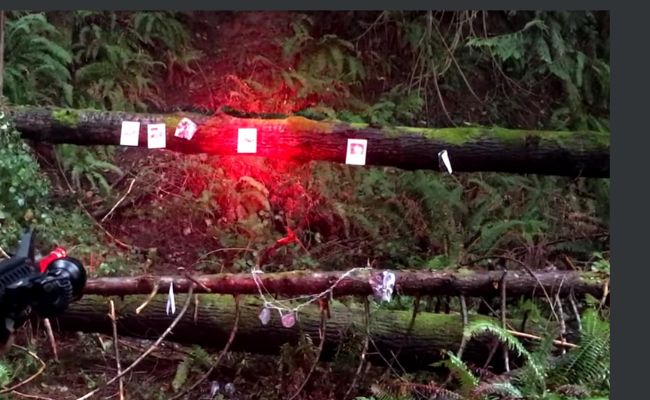 Red Predator Hunting Lights